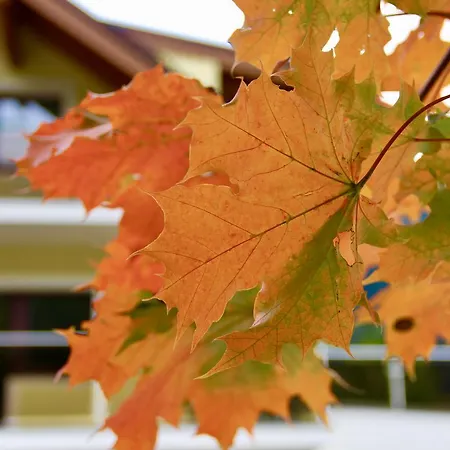 Davydov * Bad Hofgastein